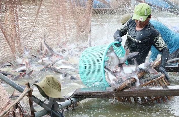Thu hoạch cá tra ở vùng nuôi cá tra thương phẩm của Công ty cổ phần xuất nhập khẩu thủy sản An Mỹ (An Giang). Ảnh: CÔNG MẠO