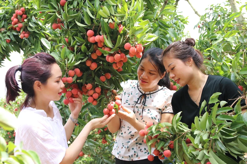 Vải thiều là cây ăn quả chủ lực của địa phương. Ảnh: Đức Thọ
