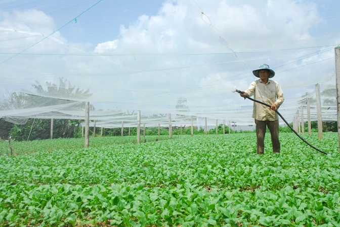 Trồng rau màu ở hợp tác xã rau Tân Đông, huyện Gò Công Đông, tỉnh Tiền Giang.
