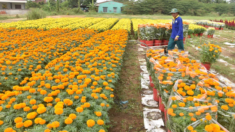 Nhân công vận chuyển hoa Tết ở Làng hoa Mỹ Tho giao cho thương lái.