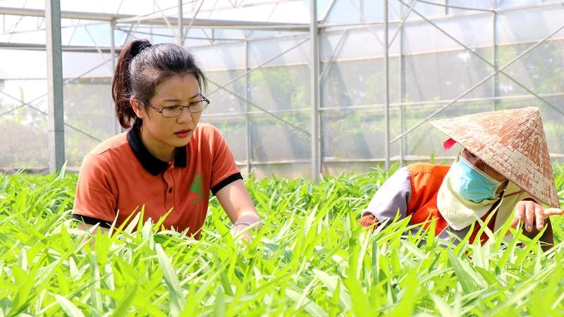 Mô hình sản xuất nông nghiệp công nghệ cao của chị Nguyễn Thị Trâm, xã Minh Tân, huyện Lương Tài, tỉnh Bắc Ninh.