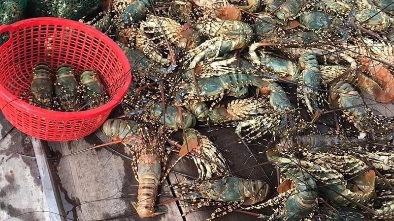 Ảnh hưởng mưa bão tôm hùm nuôi tại thị xã Sông Cầu chết hàng loạt, người nuôi thiệt hại nặng.