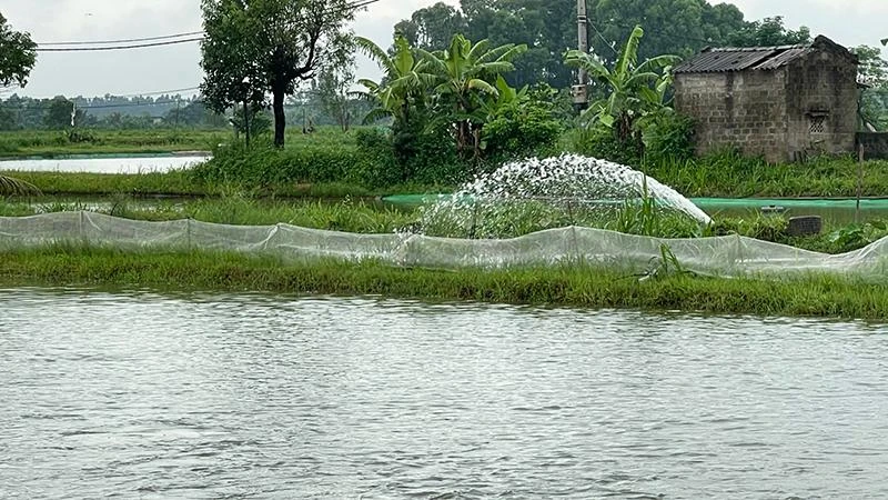 Nhiều khu vực nuôi trồng thủy sản bị ngập ở huyện Tứ Kỳ phải tổ chức tiêu úng.