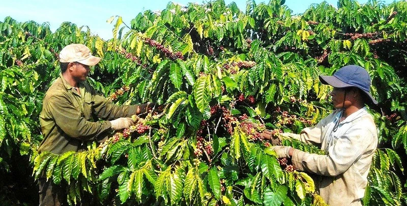 Hiện Đắk Nông có khoảng 200 hợp tác xã, hơn 200 tổ hợp tác hoạt động trong lĩnh vực nông nghiệp, với doanh thu bình quân trong năm 2022 lần lượt ước đạt 1,5 tỷ đồng/năm và 220 triệu đồng/năm.