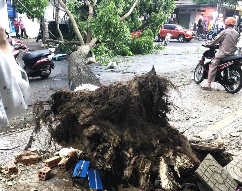 Một cây xanh hàng chục năm tuổi trên đường Y Jút, thành phố Buôn Ma Thuột bị bật gốc đổ ngã ra đường vào chiều 22/4.