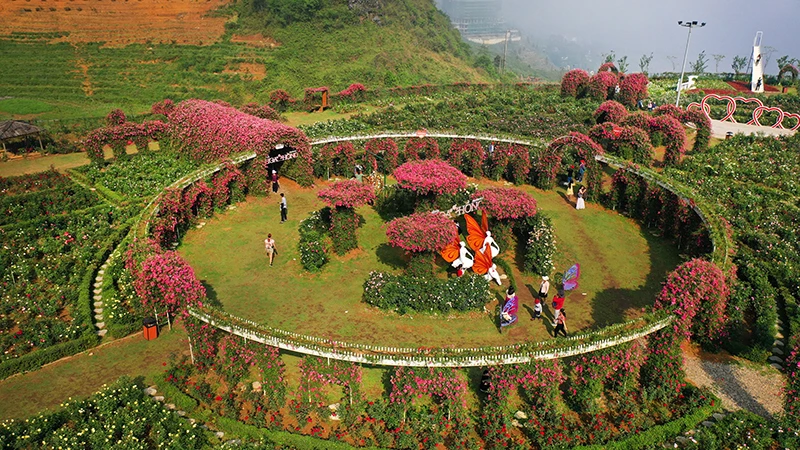 Thung lũng hoa hồng khổng lồ trải dài trên diện tích 50.000m2.