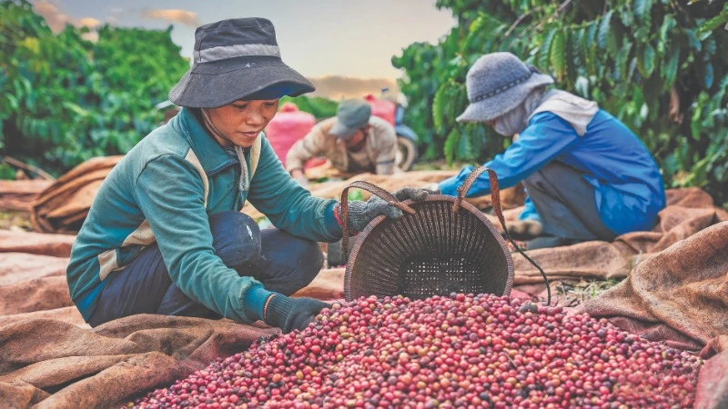 Thu hoạch cà-phê. (Ảnh: Phan Nguyên)