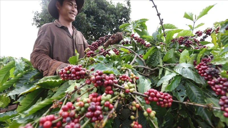 Thu hoạch cà-phê ở huyện IaGRai, tỉnh Gia Lai. (Ảnh: TTXVN)