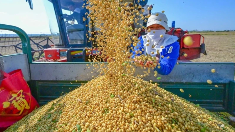 Ảnh minh họa. (Nguồn: THX/TTXVN)