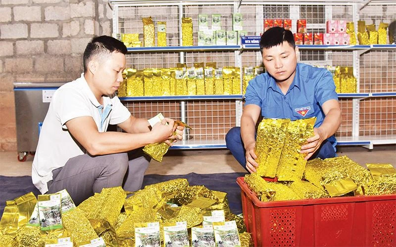 Ðóng gói chè tại Hợp tác xã chè Hồng Hà, xã Bằng Phúc, huyện Chợ Ðồn, tỉnh Bắc Kạn. (Ảnh TRỊNH PHÚ) 