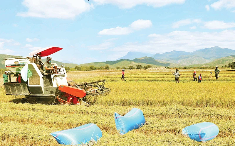 Nhờ nguồn nước cấp từ hệ thống thủy lợi Tân Mỹ, đồng bào Raglai huyện Bác Ái (Ninh Thuận) chuyển sản xuất từ một vụ lên ba vụ. 