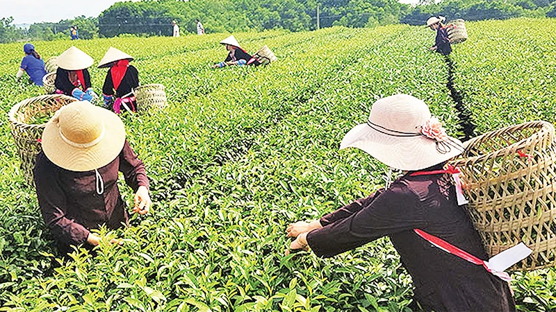 Du khách trải nghiệm hái chè tại huyện Hải Hà. 