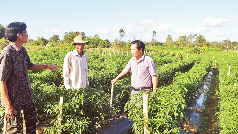 Nguồn vốn tín dụng ưu đãi là cú huých giúp người dân nông thôn Quảng Ngãi vươn lên thoát nghèo. 