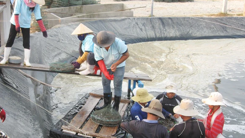 Mô hình nuôi tôm công nghệ cao ở Phú Yên. 