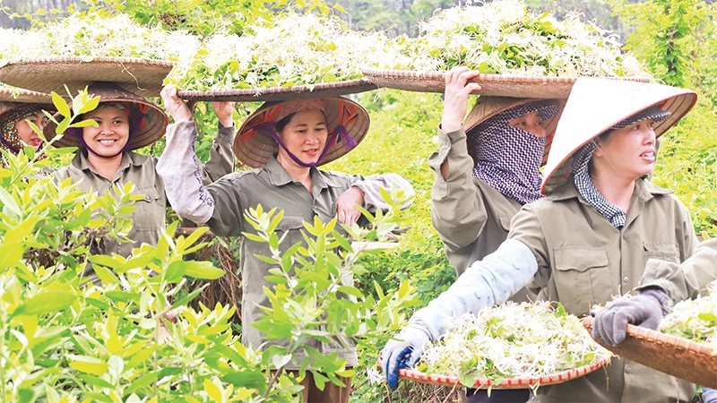 Xã viên Hợp tác xã Sinh Dược thu hoạch dược liệu. (Ảnh ÐỨC MAI) 