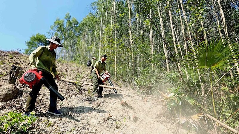 Lực lượng kiểm lâm tỉnh Bình Ðịnh chủ động phòng, chống cháy rừng. (Ảnh VŨ SINH) 