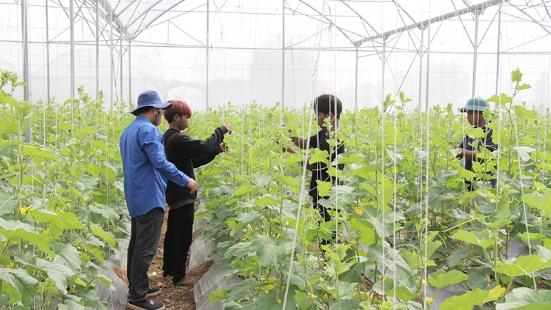 Thanh niên dân tộc Ra Glai huyện Bác Ái được đội viên trí thức trẻ hướng dẫn kỹ thuật trồng dưa lưới. 