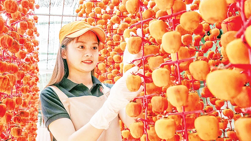 Thông thường, hồng được treo trên dây thành chuỗi ở nơi thoáng gió, không có ánh sáng trực tiếp với thời gian phơi khoảng 3-4 tuần.