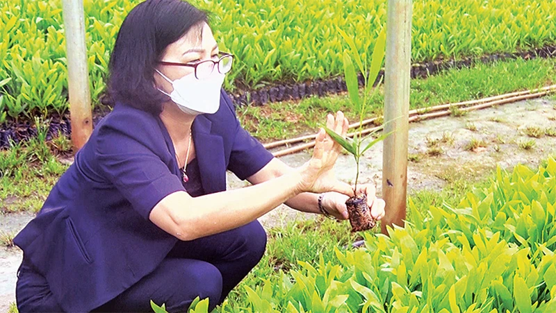 Ứng dụng công nghệ nuôi cấy mô nhân giống cây keo phục vụ trồng rừng. 