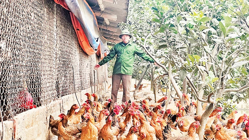 Anh Ðoàn Văn Thanh chăm sóc đàn gà đến ngày chuẩn bị xuất chuồng. 