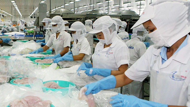 Chế biến thủy sản tại Công ty cổ phần Xuất nhập khẩu thủy sản Cần Thơ (TP Cần Thơ). (Ảnh QUỐC TUẤN) 