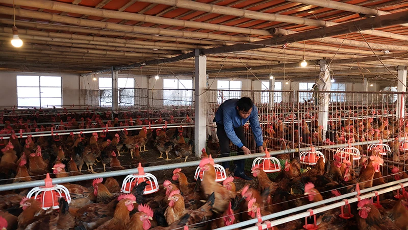 Từ nguồn vốn vay Agribank Tiên Lãng (Hải Phòng), Hợp tác xã Thuấn Lanh đã phát triển lớn mạnh sau 9 năm. 