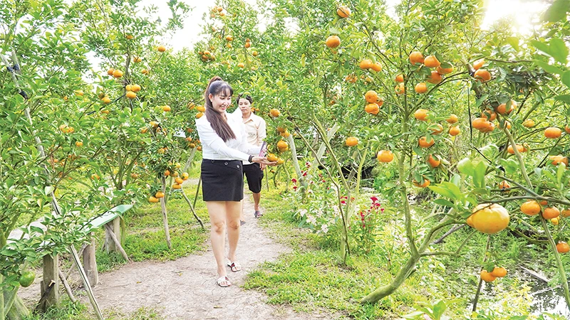 Du khách tham quan một vườn quýt hồng ở Lai Vung. 