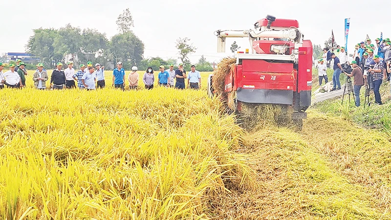 Thu hoạch lúa canh tác theo mô hình sản xuất thông minh ở xã Vị Trung, huyện Vị Thủy, tỉnh Hậu Giang. (Ảnh Phùng Dũng) 