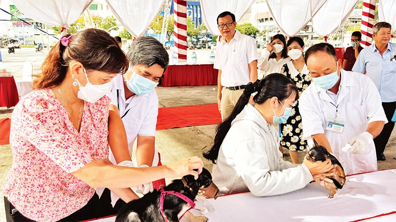 Tỉnh Bến Tre đang tập trung tiêm ngừa bệnh dại cho đàn chó, mèo. 
