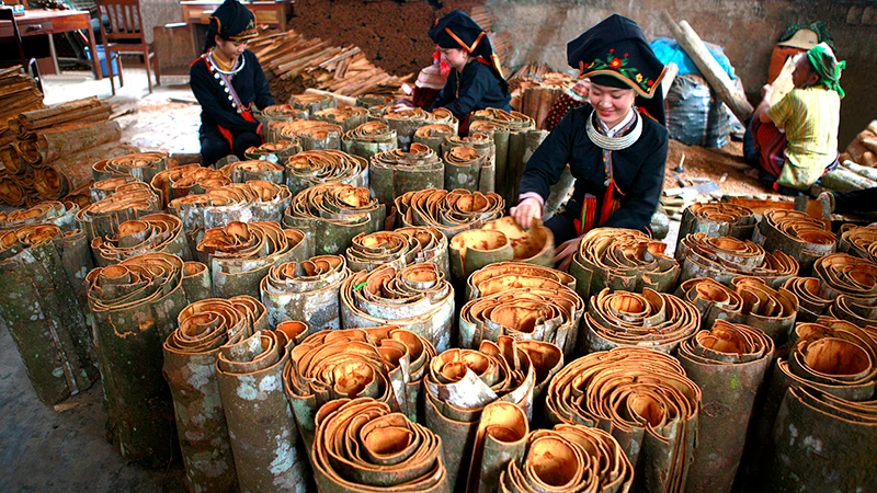 Ðồng bào Dao huyện Văn Yên, tỉnh Yên Bái thu hoạch quế. 