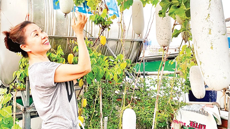 Vườn trồng bí xanh trên sân thượng của một người đã về hưu ở Quận 12, Thành phố Hồ Chí Minh. (Ảnh CTV) 