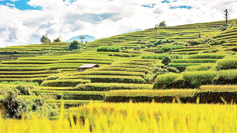 Ruộng bậc thang Hoàng Su Phì. 