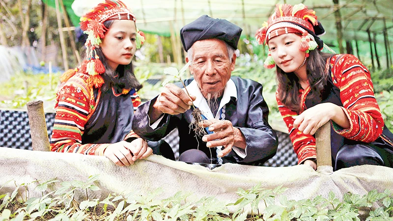 Lai Châu phát triển được hơn 11.000 ha cây dược liệu. 