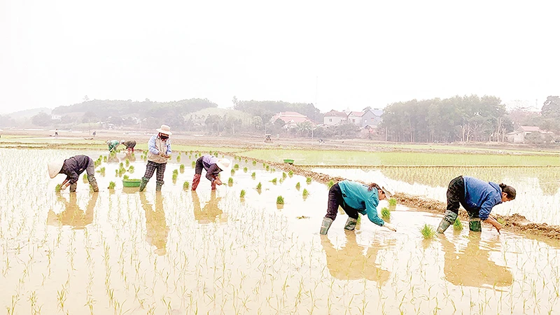 Người dân thôn Sài Lĩnh, xã Quyết Thắng, huyện Sơn Dương cấy lúa vụ xuân. 