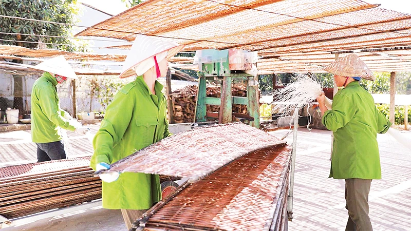 Miến dong Bình Lư đã trở thành sản phẩm chủ lực, giúp người dân làm giàu. 