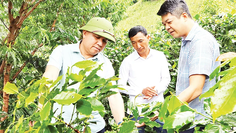 Lãnh đạo UBND tỉnh Ðiện Biên và huyện Tuần Giáo kiểm tra tiến độ sinh trưởng cây cà-phê trồng theo mô hình liên kết tại huyện Tuần Giáo. 