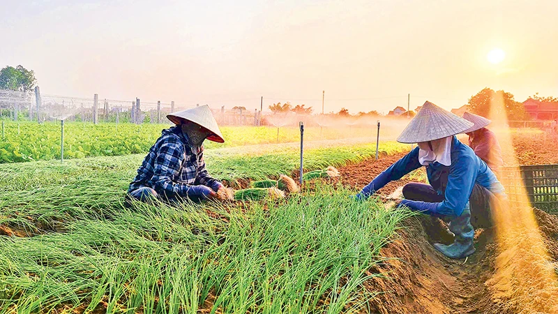 Nhiều vùng đất cát ven biển ở huyện Quỳnh Lưu (Nghệ An) chuyển sang trồng rau, hành... cho thu nhập cao hơn nhiều so với trồng lúa. 