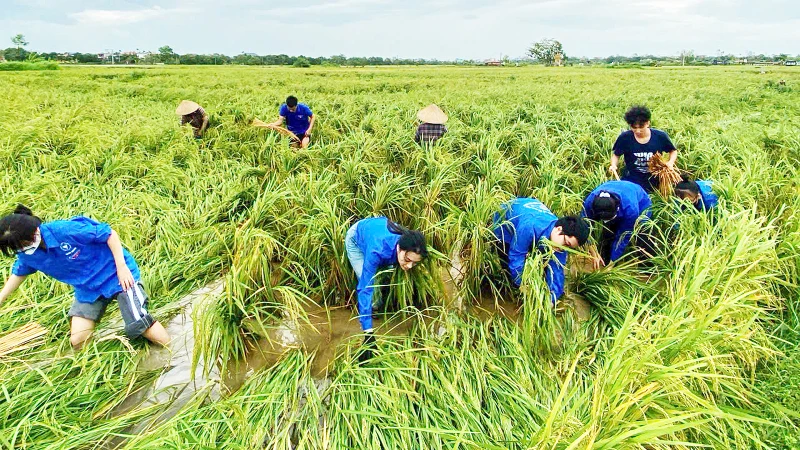 Đảng viên trẻ, đoàn viên, thanh niên Thái Bình tình nguyện hỗ trợ bà con nông dân.