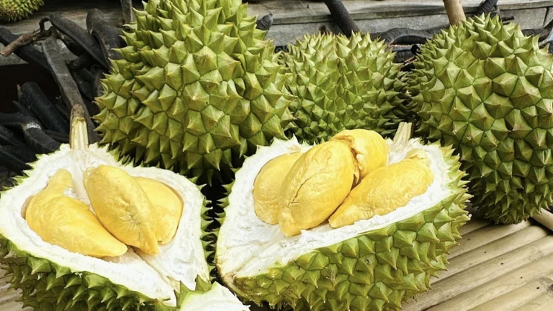 Mục tiêu xuất khẩu sầu riêng Việt Nam ổn định và bền vững. (Ảnh: HNV)