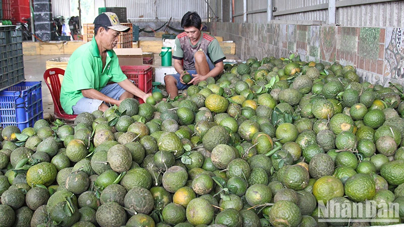 Cam sành chuẩn bị đóng gói tại Hợp tác xã Phương Thúy, huyện Trà Ôn, tỉnh Vĩnh Long. 