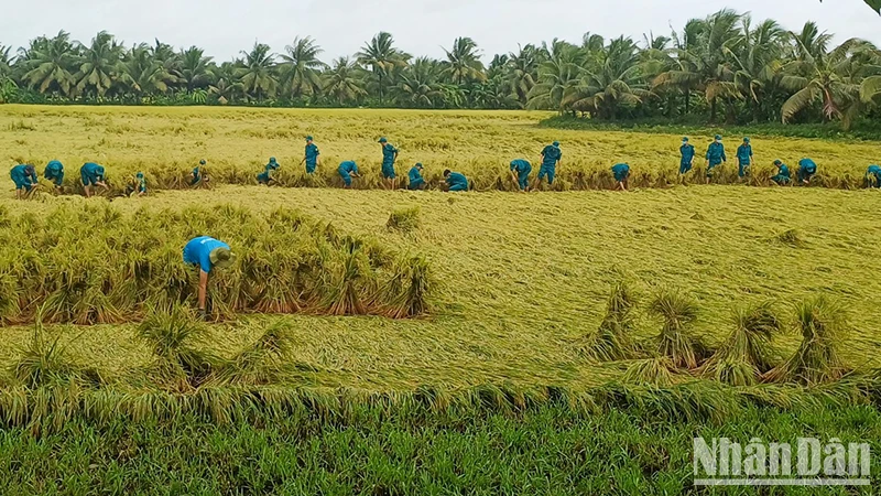 Lực lượng bộ đội giúp dân bó lúa bị đổ ngã để tránh thiệt hại. 