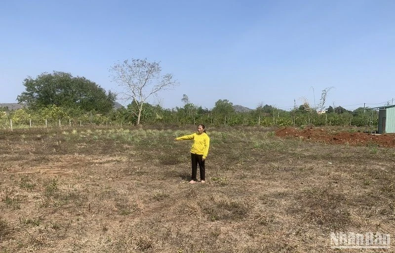 Bà Phạm Thị Tình cho biết, hai mẹ con đang làm trên khu đất của mình thì bị cán bộ xã Ea M’Droh dẫn người đến hành hung khiến con trai bà là anh Trịnh Bình Nguyên bị thương tích phải nhập viện điều trị.