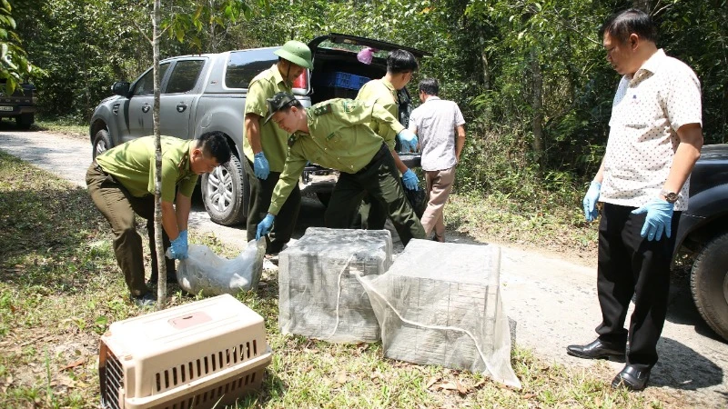 Các đơn vị vận chuyển số động vật hoang dã đến Vườn quốc gia Chư Yang Sin để thả về với tự nhiên.