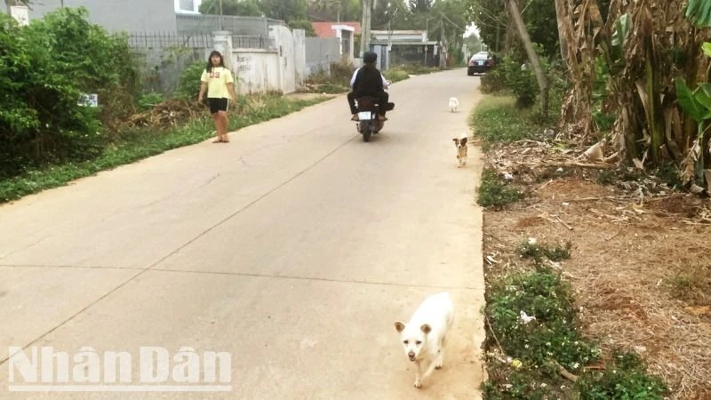 Hiện nay thời tiết ở Đắk Lắk đang bước vào thời kỳ cao điểm của mùa khô năm 2025, nhưng tình trạng nuôi chó thả rông vẫn diễn ra tràn lan nên nguy cơ đàn chó mắc bệnh dại có chiều hướng gia tăng.