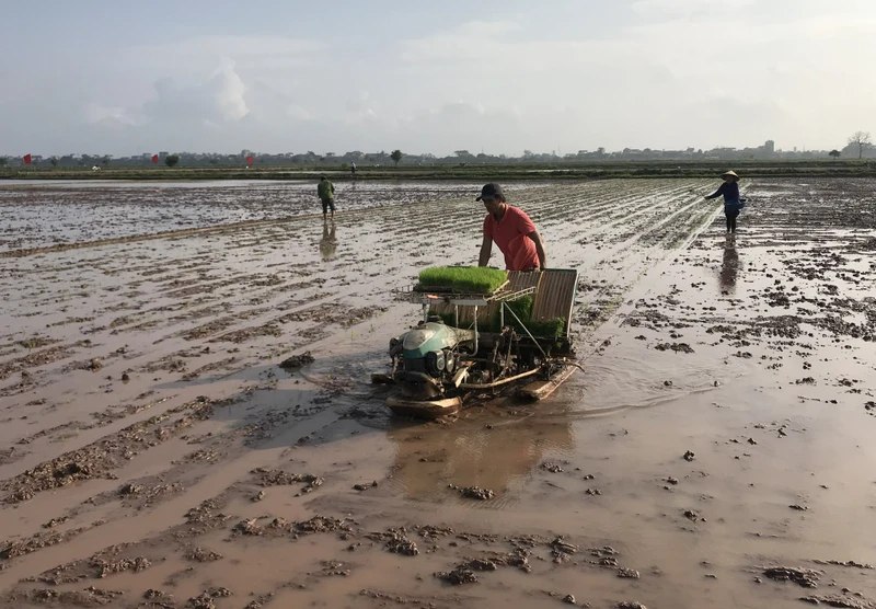 Cơ giới hóa trong sản xuất lúa. 