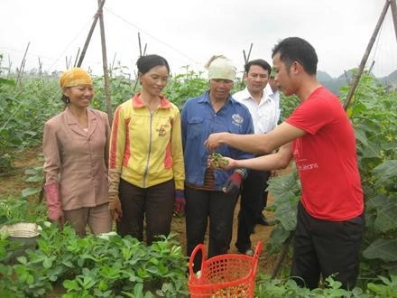 Kỹ sư trồng trọt trao đổi với nông dân xã Nga An kỹ thuật chăm sóc dưa bao tử.