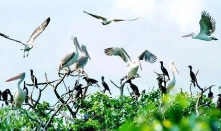 Vườn chim Bạc Liêu hiện có hơn 100 loài chim với hơn 60 ngàn cá thể, nổi tiếng ở ĐBSCL.