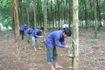 Công nhân khai thác mủ cao-su.