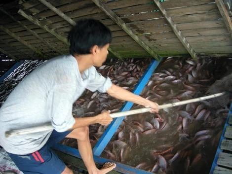 Giá cá điêu hồng chưa ổn định khiến nghề nuôi gặp khó khăn.