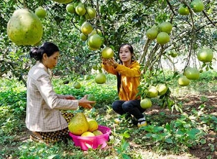 Bưởi Tân Triều, sản phẩm nông nghiệp được hỗ trợ xây dựng thương hiệu.